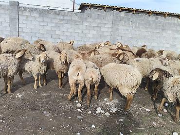 Баран, овца: Продаю | Овца (самка) | Для разведения | Матка — 9