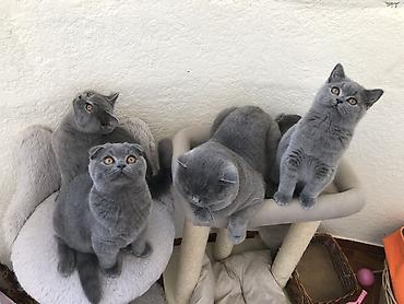 Pişiklər: Şotland, Erkək, Dişi — 8