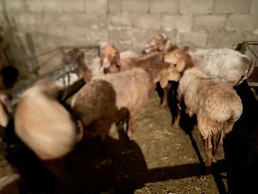 карова малоко: Продаю | Баран (самец), Ягненок | Для разведения — 5