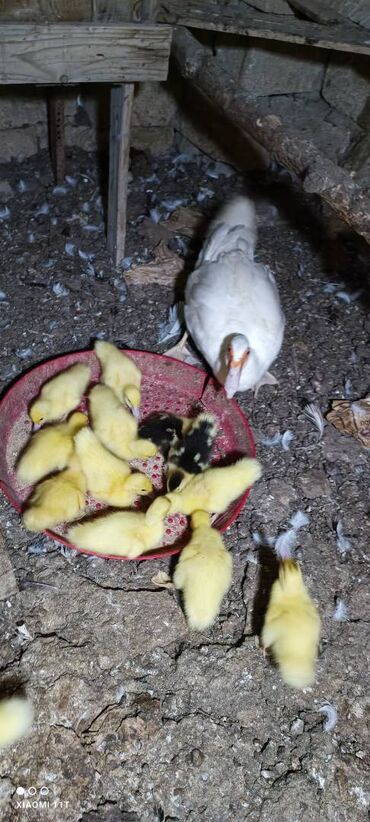ruan ordək: 1 heftelik Lal ordey balasi tam mayalanib 13 edet 65 azn kom