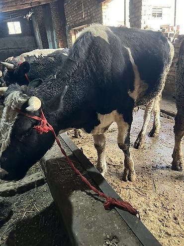 животное ххх: Продаю | Бык (самец) | На откорм | Привязанные — 2
