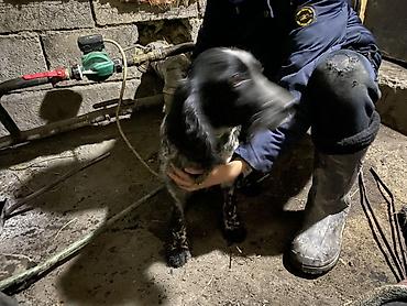 Отдам даром собаку: Собака даром: Кокер-спаниель, 10 месяцев, Самка, С родословной — 13