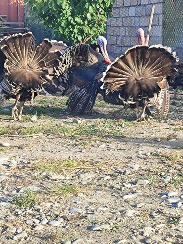 Digər quşlar: Amerika bronz hind guşların yumurtası,99%mayalı