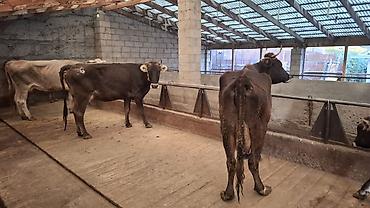 фул слив пантери: Продаю | Корова (самка) | Алатауская, Швицкая, Симментальская | Для разведения, Для молока | Стельные — 2