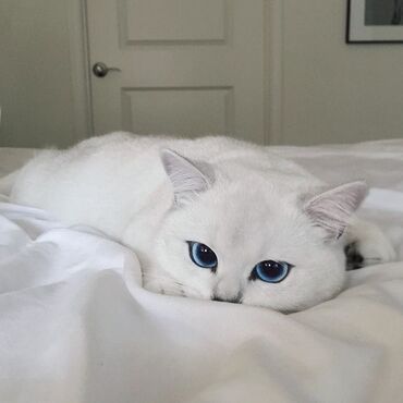 вещи для кота: КУПЛЮ котенку!!!Порода:Белая британская короткошёрстная кошка