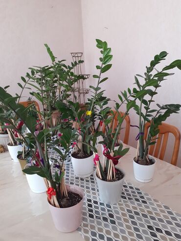 комнатный растения: СРОЧНО продаются цветы замиокулькас вместе с горшками, фикусы