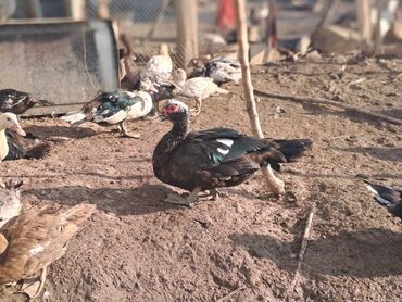 Digər quşlar: Salam.Lal ördəklər satılır bütün cinslərdən var .Fərələrin çoxu — 14