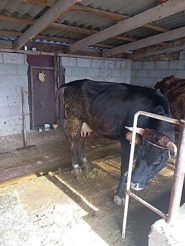 Коровы, быки: Продаю | Корова (самка) | Для молока | Привязанные — 2