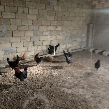 Xoruzlar: Xoruzlar satılır — 2