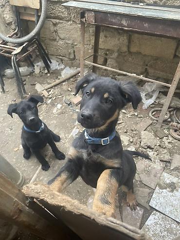 it toy pudel: Labrador-retriver, 7 ay, Peyvəndli — 2