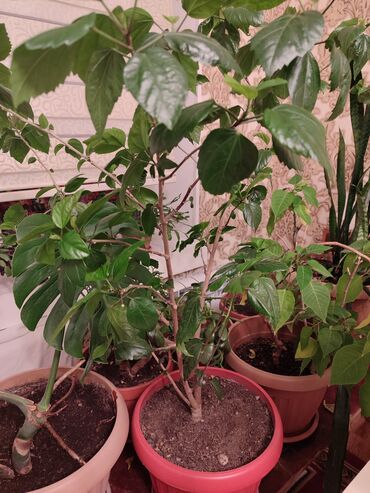 гибискус комнатный: Гибискус 
Большое растение для квартир и домов