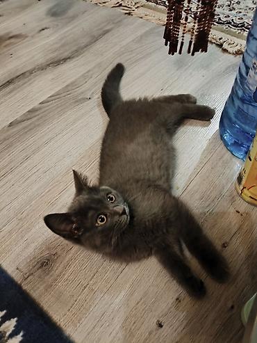 Кошки: Шотландская длинношерстная, Самка, В добрые руки — 6