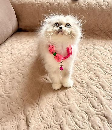 Pişiklər: Fars — 5