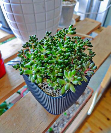Otaq bitkiləri: Sedum. Dekor kimi ela gorunur. Sukkulentdi. Baximi chox asandi