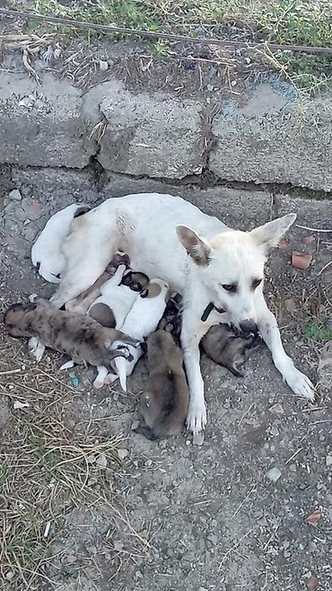 tutuquşu yemi: 1 ay, Erkək — 1