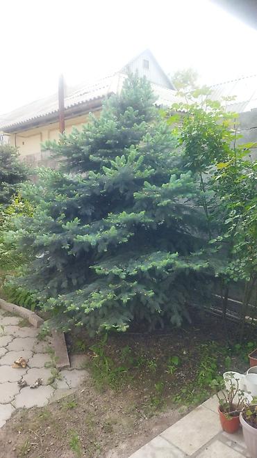 Ель: Ель голубая (Picea pungens), выращенная на участке. Описание: - — 1