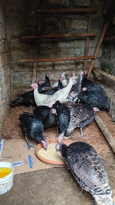 Hinduşka: Salam. olsun. Hamıya hindişka. satlır. lal ördək. satlır. ördəklər -da lalafo.az — 3 Hinduşka: Salam. olsun. Hamıya hindişka. satlır. lal ördək. satlır. ördəklər — 3