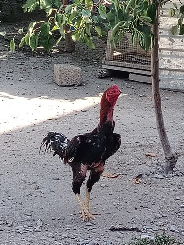Gəmiricilər: Xoruz, Heyratı, il: 2, Ödənişli çatdırılma