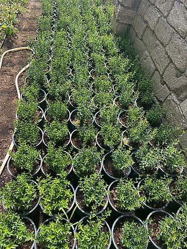 uzum tingləri: Lavanda (Lavandula) tingləri – qara plastik dibçəklərdə - Bitki növü — 5