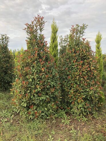 Şitillər: Dekartiv və meyvə ağacları istenilen sayda ve istenilen növde var — 24