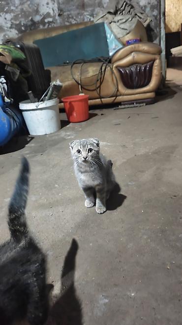 котенок вислоухая: Скотиш Фолд (Шотландская вислоухая), 2 месяца, Девочка — 7