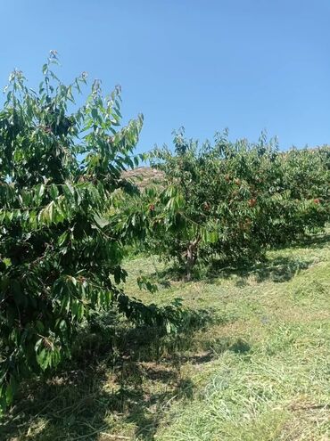 Продажа участков: 1800 соток, Для бизнеса, Красная книга at lalafo.kg — 14 Продажа участков: 1800 соток, Для бизнеса, Красная книга — 14