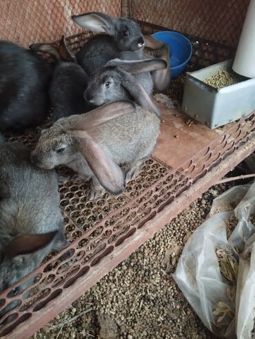 Кролики: Продаю | Крольчата | Серый великан, Фландр | На забой, Для разведения | Племенные