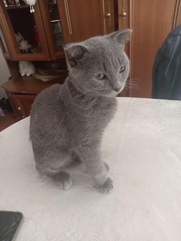 Şotland yastı qulaq, Erkək, Yaxşı əllərə lalafo.az -da Şotland yastı qulaq, Erkək, Yaxşı əllərə