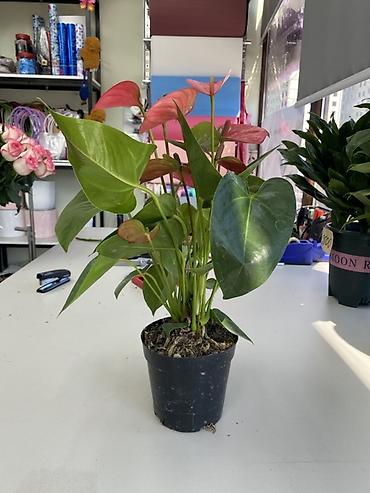 Антуриумдар: Антуриум (Anthurium) в горшке - Декоративно-цветущее комнатное — 3