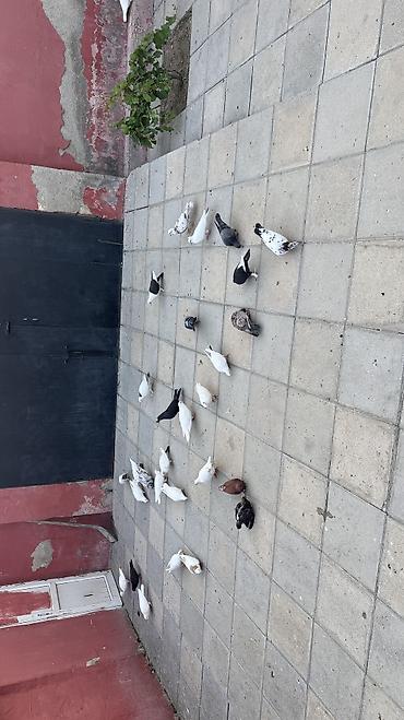 dekorativ goyərcin: Tərgizmə quşlar istiyən varsa 5 aznden topdan satıs — 1