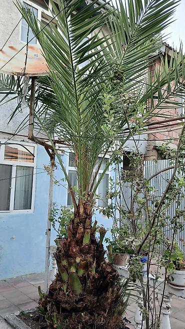 paulownia agaci: Dekorativ xurma palmisi (Phoenix dactylifera tipli) - Hündürlüyü — 2