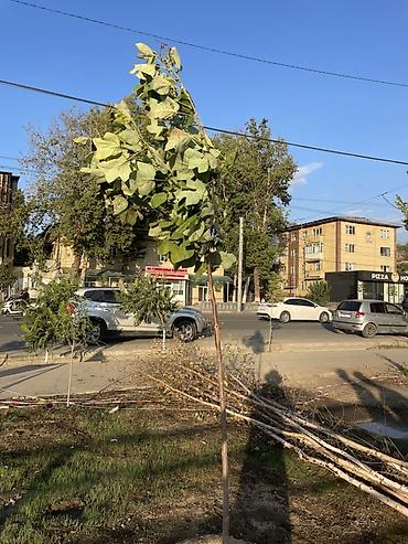 green leaf: Саженцы деревьев для озеленения - Порода: лиственные деревья с — 2