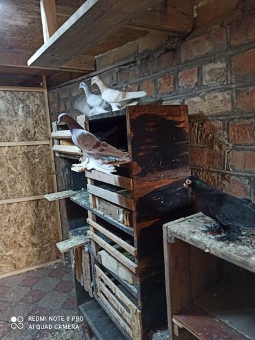 минеральная смесь для волнистых попугаев: Голуби 11 штук