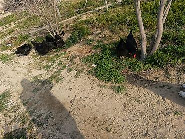 Toyuqlar: Toyuq, Australorp, Yumurtalıq — 2