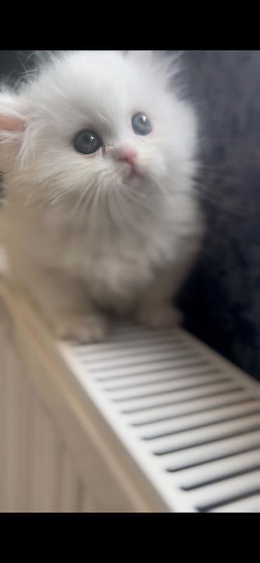 Pişiklər: Şotland, Dişi — 5