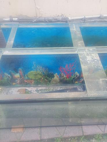 akvarium baliqlari: Razılaşma yolu ilə - Ölçü: uzunluğu çox olan, geniş həcmli panorama — 2