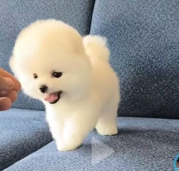 Pişiklər: Şotland yastı qulaq, Erkək, Dişi, Yaxşı əllərə, Ünvandan götürmə, Pulsuz çatdırılma, Ödənişli çatdırılma — 36