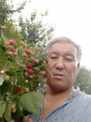 Фрукты и ягоды: Саженцы малина сорт Атлант маравела.паланес.вайалет.мапема аронжовая — 3