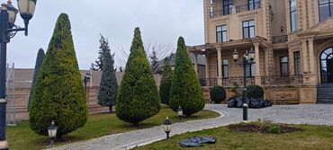 Ağaclar: Dejarativ 🌲 larin budanmasi həmsə yasil vitkilərin budanmasi kim — 3