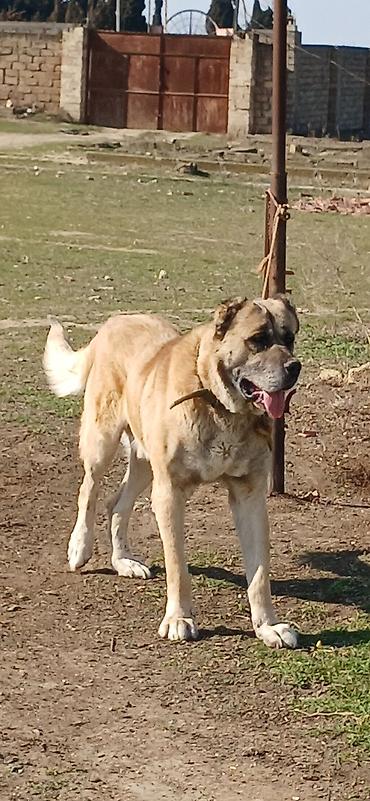 İtlər: Kanqal, 4 il, Erkek — 8