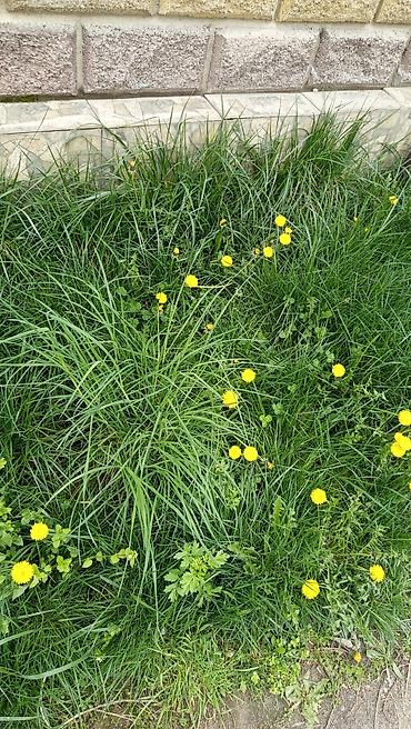 Продаю участок село Кок Жар Вода,свет,огорожен,сады,рядом элитки, гора