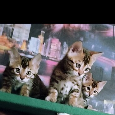 Коты: Готовятся к продаже шикарные бенгальские котята Окрас ben 24 Возраст 1
