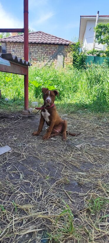 кубинские питбули: Продаю щенка питбуля 4 месяцев