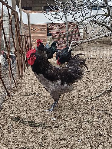 Xoruzlar: Məhsul: Safqan xoruzlar Təsvir:Təmiz qan Alman astralop cins — 2