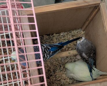 вольер для той терьера: Məhsul: Dalmatian rəngli dalğalı tutuquşu cütü və yuvalıqla qəfəs