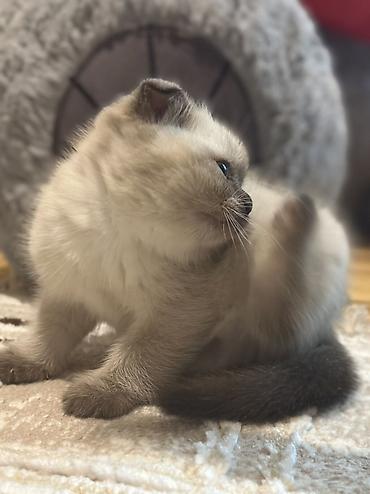 Pişiklər: Şotland, Erkək, Dişi — 2