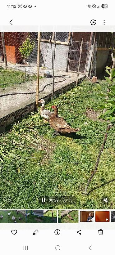 tap az goyercin satisi: Lal yapon ördəklər xoruzdar kül öküz qırmızı öküz sortudu — 2