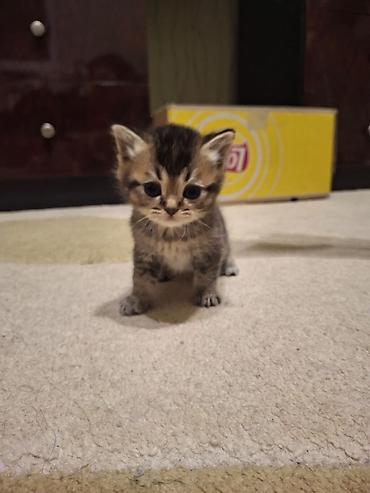 Pişiklər: Yaxşı əllərə — 11