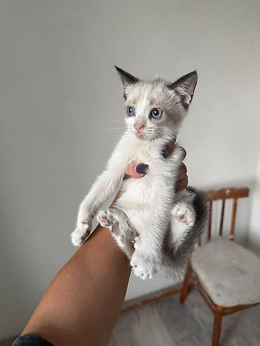 кошка породистые: Кошка даром: Сиамская, 2 месяца, Девочка, Приучена к лотку, Проглистована — 1