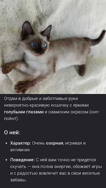 Отдам даром кошку: Отдам в добрые и заботливые руки двоих очаровательных котят с голубыми — 2